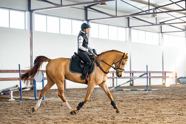 fly veils and saddle blankets fly veils and saddle blankets